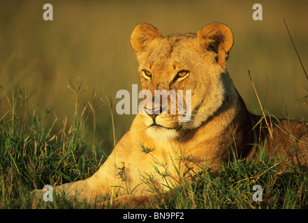 Löwe (Panthera Leo), Weiblich, Masai Mara Reserve, Kenia. Stockfoto