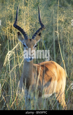 Impala (Aepyceros Melampus), Botswana, hohen Gras. Stockfoto