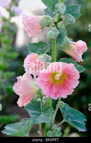 Nahaufnahme von rosa Stockrose (Alcea Rosea). Stockfoto