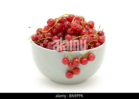 Rote Johannisbeeren Stockfoto