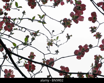 Rosa Hartriegel Blüten im Frühjahr Stockfoto