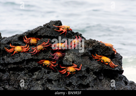 Sally Lightfoot Krabben auf einem Felsen in den Glapagos Inseln Stockfoto