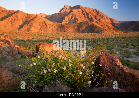 Anza-Borrego Desert State Park, Kalifornien. Stockfoto