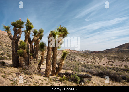 Eine Gruppe von Joshua Bäume (Yucca Brevifolia) in der Mojave-Wüste. Stockfoto