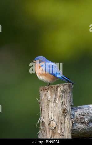 Erwachsenen östlichen Bluebird thront auf einem Zaunpfahl Stockfoto