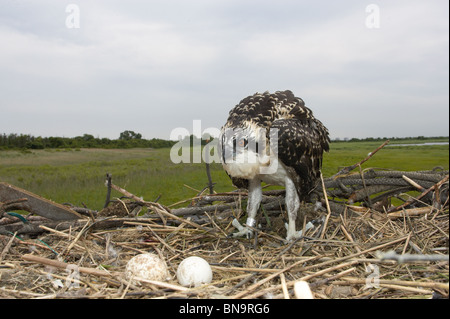 Fischadler Küken im Nest zwei ungeschlüpfte Eier Stockfoto