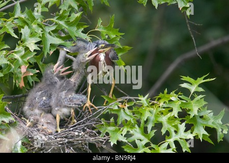 Grün Reiher Küken im Nest gefüttert von Erwachsenen Stockfoto