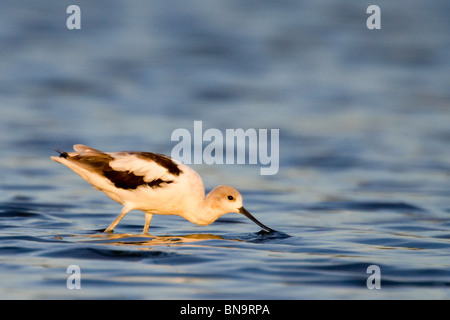 Amerikanische Säbelschnäbler Fütterung im seichten Wasser in der Morgendämmerung Stockfoto