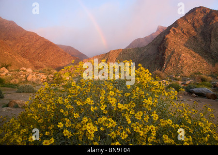 Wildblumen in Borrego Palm Canyon, Anza-Borrego Desert State Park, Kalifornien. Stockfoto