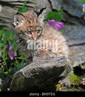 Bobcat Kätzchen mit wilden Rosen Stockfoto