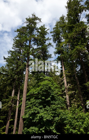 Wald, riesige Douglasien Stockfoto