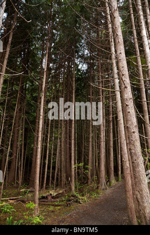 Wald, Regenwald, Douglasien Stockfoto