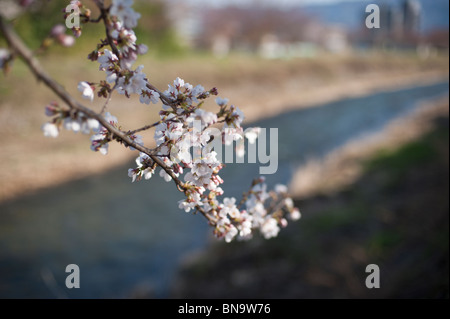 Ein Zweig der Zierkirsche oder Sakura, vor einem typischen Fluss in einer kleinen Stadt in Japan. Stockfoto