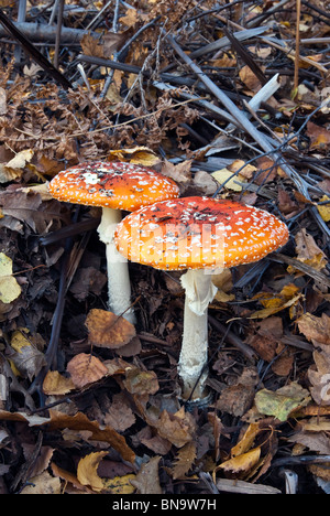 Amanita Muscaria oder Fliegenpilz Stockfoto