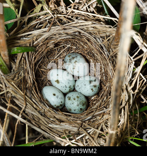 Nest von einem Marsh Warbler (Acrocephalus Palustris) mit Eiern in der Natur. Stockfoto