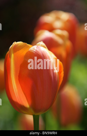 Stonyford Bauerngärten, England. Nahaufnahme Frühling orange und gelbe Tulpen in voller Blüte am Stonyford Bauerngärten. Stockfoto