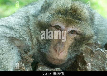 Affen in La Foret des Singes in Rocamadour, viel Abteilung ...