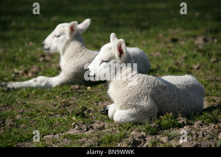 Nachlass von Tatton Park, England. Lämmer in Ruhe auf 1000 Hektar großen Wildpark Tatton Park Estate. Stockfoto