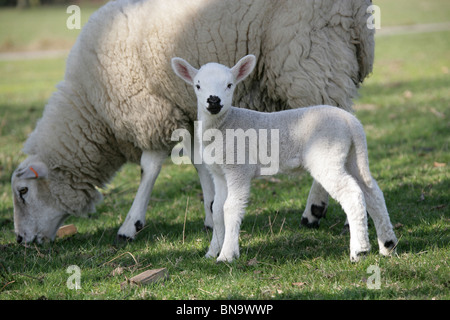 Nachlass von Tatton Park, England. Ein Lamm stand neben seiner Mutter in die 1000 Hektar großen Wildpark Gelände des Tatton Park Estate. Stockfoto