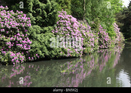 Nachlass von Tatton Park, England. Frühlings-Blick auf Tatton Gärten See mit lila Rhododendren in voller Blüte. Stockfoto