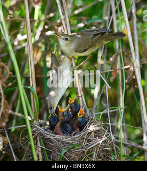 Nest von einem Marsh Warbler (Acrocephalus Palustris) mit Baby-Vögel in der Natur. Stockfoto