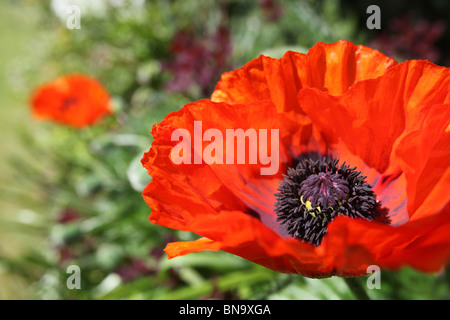 Weinend Asche Garten, England. Nahaufnahme Frühling orange Mohn in den Grenzen des Weeping Asche Gärten. Stockfoto