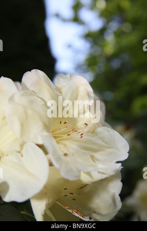 Weinend Asche Garten, England. Nahaufnahme Frühjahr weißen Rhododendren in voller Blüte. Stockfoto