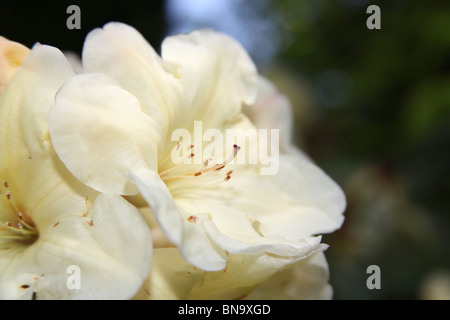 Weinend Asche Garten, England. Nahaufnahme Frühjahr weißen Rhododendren in voller Blüte. Stockfoto