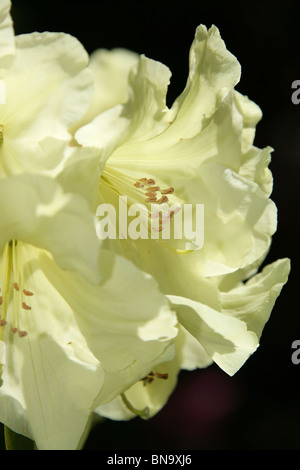 Weinend Asche Garten, England. Nahaufnahme Frühling gelbe Rhododendren in voller Blüte. Stockfoto