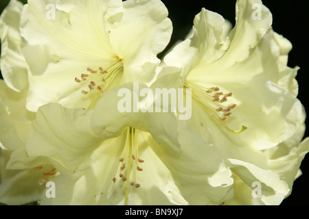 Weinend Asche Garten, England. Nahaufnahme Frühling gelbe Rhododendren in voller Blüte. Stockfoto