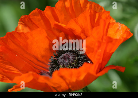 Weinend Asche Garten, England. Nahaufnahme Frühling eine orange Mohn in den Grenzen des Weeping Asche Gärten. Stockfoto