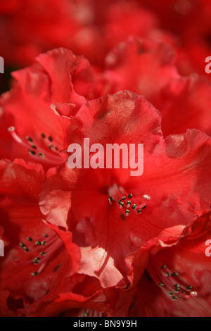 Cholmondeley Schlossgärten. Nahaufnahme der rote Rhododendren in voller Blüte im Cholmondeley Castle Gardens. Stockfoto