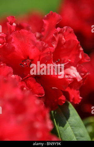 Cholmondeley Schlossgärten. Nahaufnahme der rote Rhododendren in voller Blüte im Cholmondeley Castle Gardens. Stockfoto