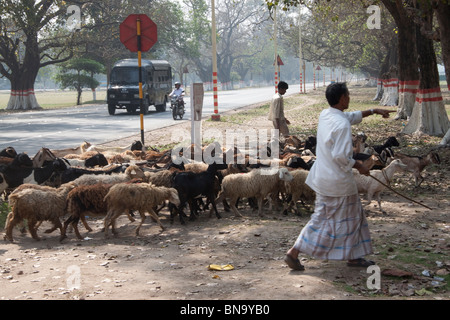 Ein Hirte mit seinen Schafen strömen an die "Majdan" (Boden) in Kolkata (Kalkutta), West Bengal, Indien. Stockfoto