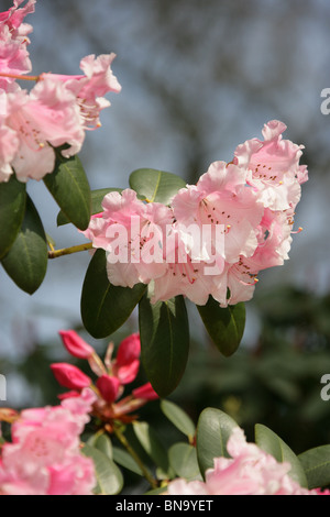 Cholmondeley Schlossgärten. Nahaufnahme von rosa Rhododendren in voller Blüte im Cholmondeley Castle Gardens. Stockfoto