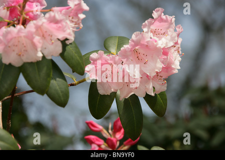 Cholmondeley Schlossgärten. Nahaufnahme von rosa Rhododendren in voller Blüte im Cholmondeley Castle Gardens. Stockfoto