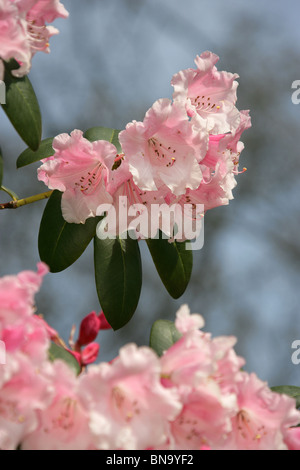 Cholmondeley Schlossgärten. Nahaufnahme von rosa Rhododendren in voller Blüte im Cholmondeley Castle Gardens. Stockfoto