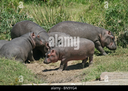 Ein Nilpferd-Familie in Masai Mara National Reserve, Kenia, Ostafrika Stockfoto