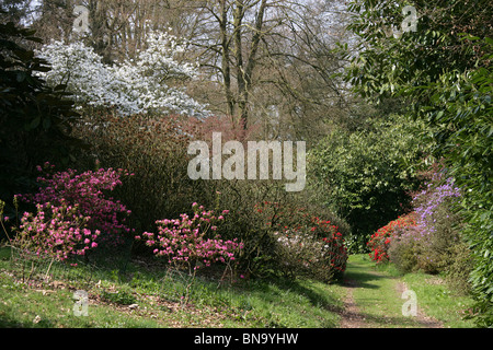 Cholmondeley Schlossgärten. Frühling auf dem Tower Hill Waldspaziergang in Cholmondeley Castle Gardens. Stockfoto