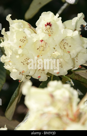 Cholmondeley Schlossgärten. Nahaufnahme des weißen Rhododendren in voller Blüte im Cholmondeley Castle Gardens. Stockfoto