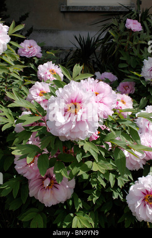 PAEONIA. ROSA PFINGSTROSE Stockfoto