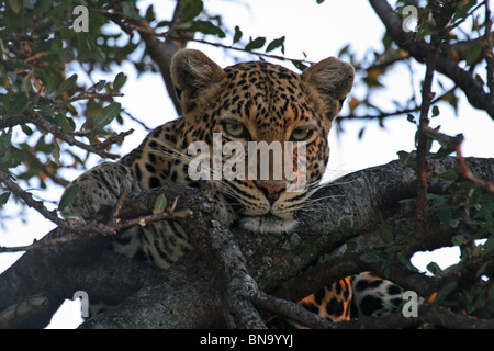 Ein Leopard ruht auf einem Feigenbaum am Abend in Masai Mara National Reserve, Kenia, Ostafrika Stockfoto