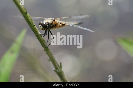 Ein Plattbauch Libelle (Libellula depressa), England, Großbritannien Stockfoto
