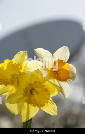 Jodrell Bank Arboretum, England. Nahaufnahme Frühling von Narzissen in voller Blüte am Jodrell Bank Arboretum. Stockfoto