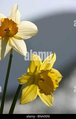 Jodrell Bank Arboretum, England. Nahaufnahme Frühling von Narzissen in voller Blüte am Jodrell Bank Arboretum. Stockfoto