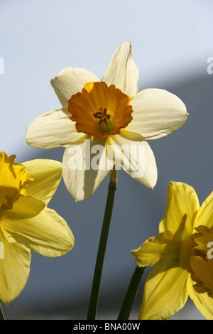 Jodrell Bank Arboretum, England. Nahaufnahme Frühling von Narzissen in voller Blüte am Jodrell Bank Arboretum. Stockfoto