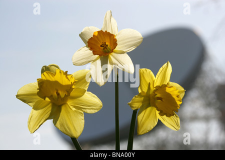 Jodrell Bank Arboretum, England. Nahaufnahme Frühling von Narzissen in voller Blüte am Jodrell Bank Arboretum. Stockfoto