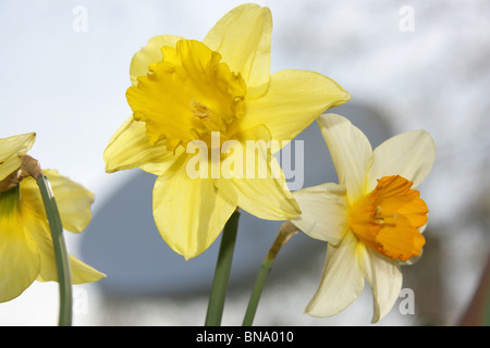 Jodrell Bank Arboretum, England. Nahaufnahme Frühling von Narzissen in voller Blüte am Jodrell Bank Arboretum. Stockfoto