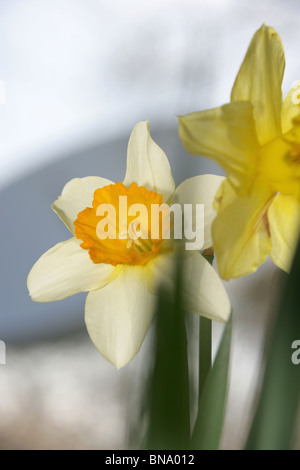 Jodrell Bank Arboretum, England. Nahaufnahme Frühling von Narzissen in voller Blüte am Jodrell Bank Arboretum. Stockfoto