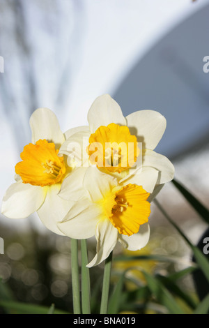 Jodrell Bank Arboretum, England. Nahaufnahme Frühling von Narzissen in voller Blüte am Jodrell Bank Arboretum. Stockfoto